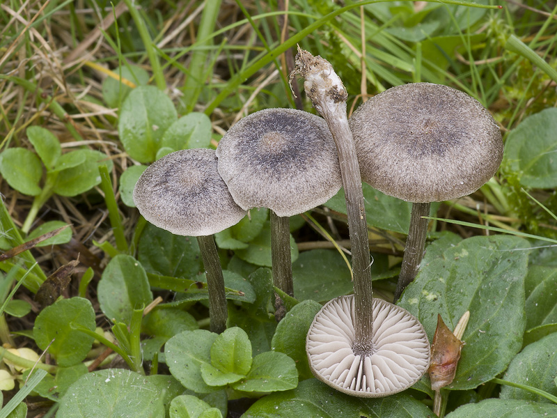 Entoloma sericeum